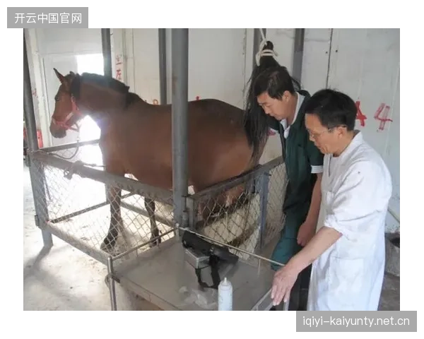 马术公开赛中兽医团队表现被广泛赞誉，动物保护获重视